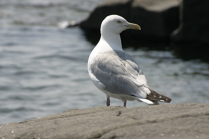 pájaro, Seagull, Gaviota, aves marinas, Playa, flora y fauna, pluma
