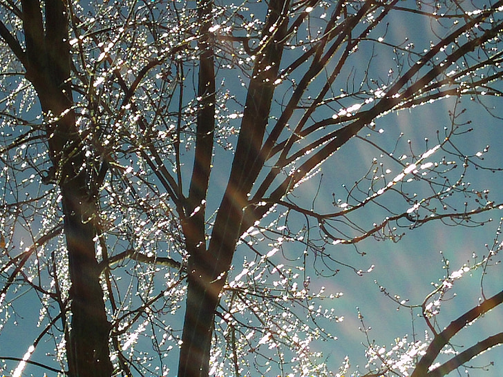 trees, branches, ice, sparkling, sunlight, season, cold