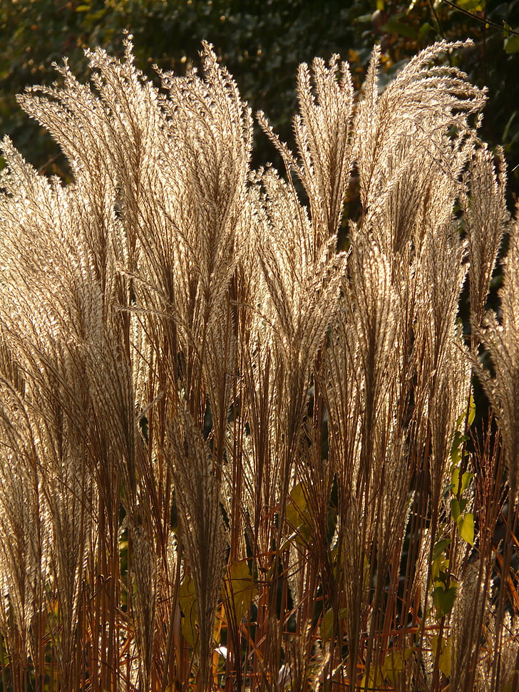 Miscanthus, Miscanthus sinensis, takaisin valo, lakritsi, Poaceae, Silver spring, Bamboo grassedit sivua