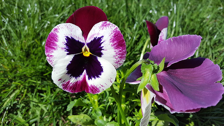 pansy, pansy flower, viola tricolor, pansies, yellow pansy, pink pansy, garden pansy