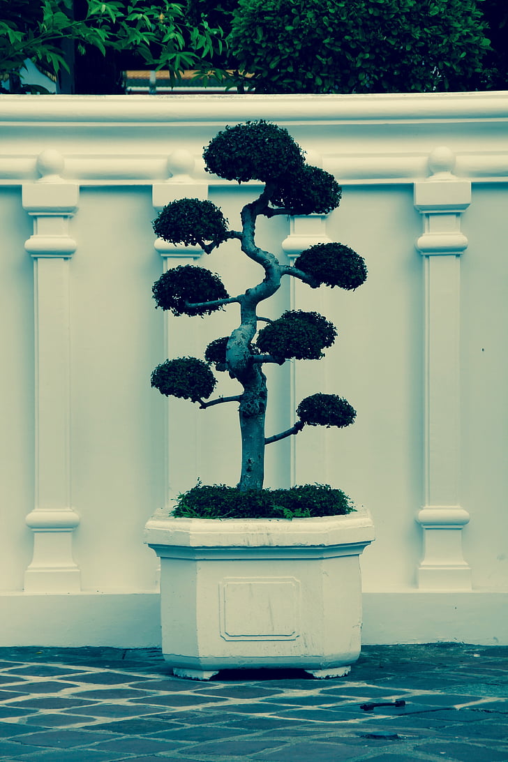 Bonsai, strom, Bürgerův, zelená, listy, růst, Hrnková rostlina