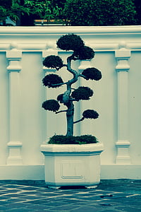 bonsai, drvo, Bäumchen, zelena, lišće, rastu, biljka