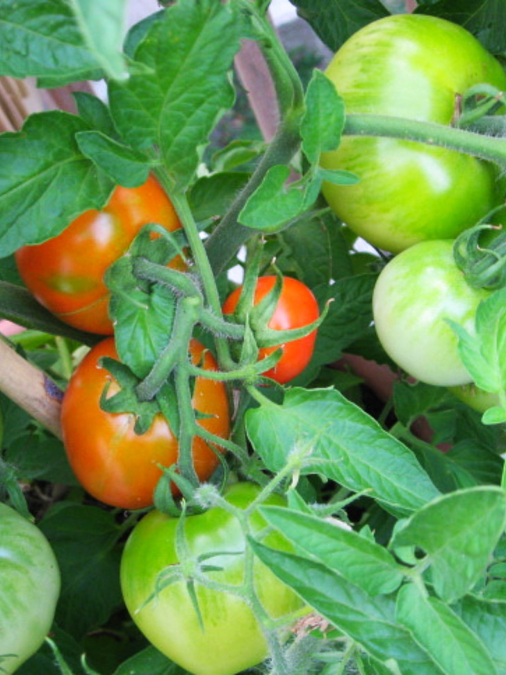 tomate, tomate, jardim, vegetal, crescendo, comida, frutas