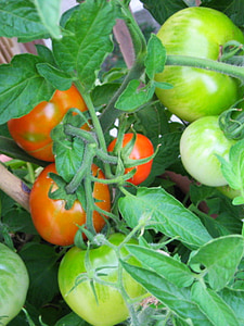 rajčata, rajče, zahrada, zelenina, pěstování, jídlo, ovoce