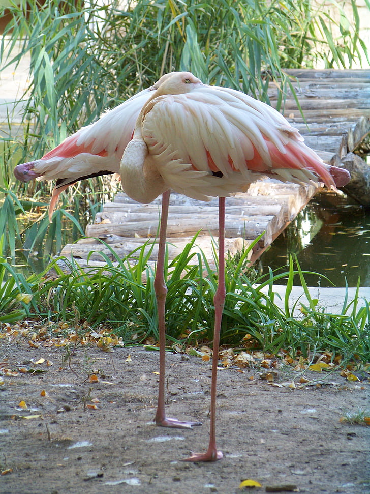 zwierzęta, ogród zoologiczny, Flamingo, różowe flamingi, ptak