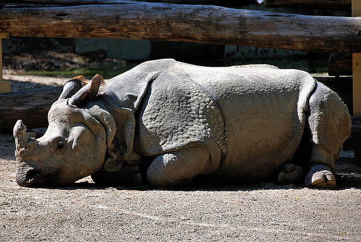 rhino, lying, zoo, rest pause, outdoor enclosures, animal wildlife, outdoors