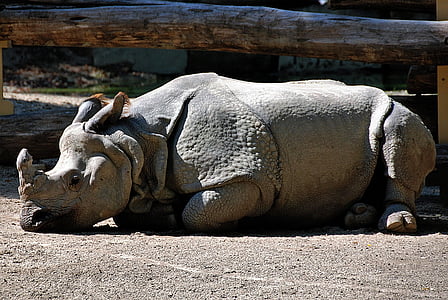 Rhino, che si trova, Zoo di, pausa di riposo, recinti all'aperto, animale della fauna selvatica, tempo libero