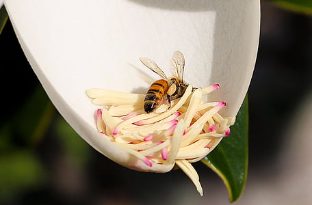 bee, flower, magnolia, pollination, pollen, stamens, insect