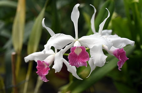 Laelia purpurata, орхидея, растителна, цвете, макрос, природата, екзотични