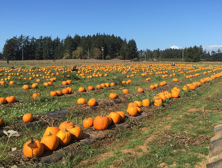 calabaza, granja, cosecha, Halloween, alimentos, vegetales, otoño