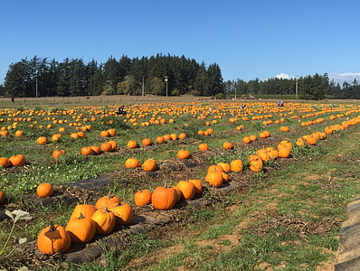 pumpkin, farm, harvest, halloween, food, vegetable, autumn