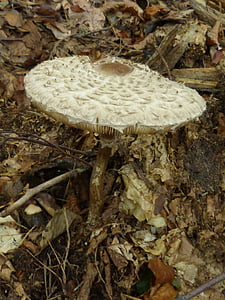 houby, houby, Les, toxický, podzim, dárek