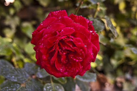 rosa, color de rosa, roja, rojo, gotas de lluvia, gotas de agua, flor