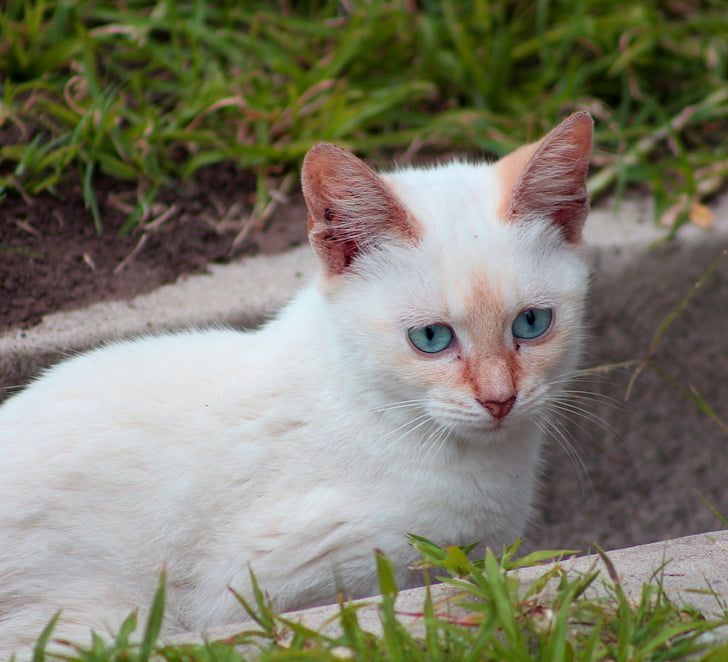 gato, Blanco, mascota, gatito, lindo, felino, animal