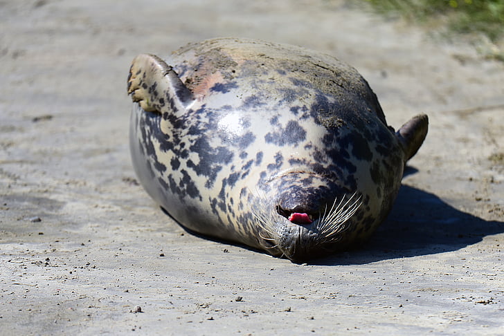 Tuleň kuželozubý, procházení, zvířata, ostrov Helgoland, zvíře, savec, volně žijící zvířata