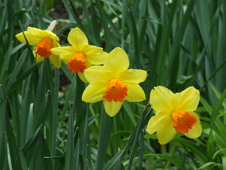 påskeliljer, amaryllidaceae, Narcissus, blomst, vårblomst, gul vårblomst