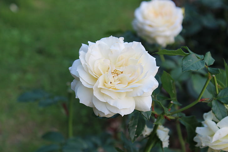 Rosa branca, flores, a rosa branca, cluster de, jardim, Primavera, levantou-se