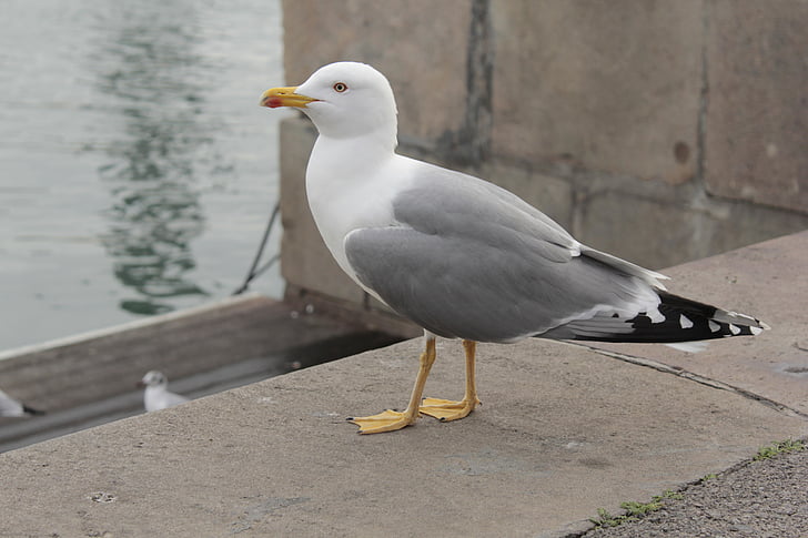 animal, bird, dock, seagull, sea, nature, wildlife