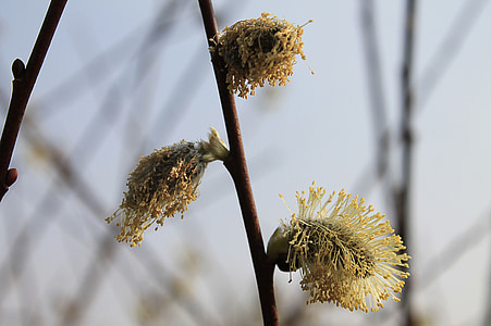 pussy willow, invernadero de pastoreo, sucursales, planta, naturaleza, primavera
