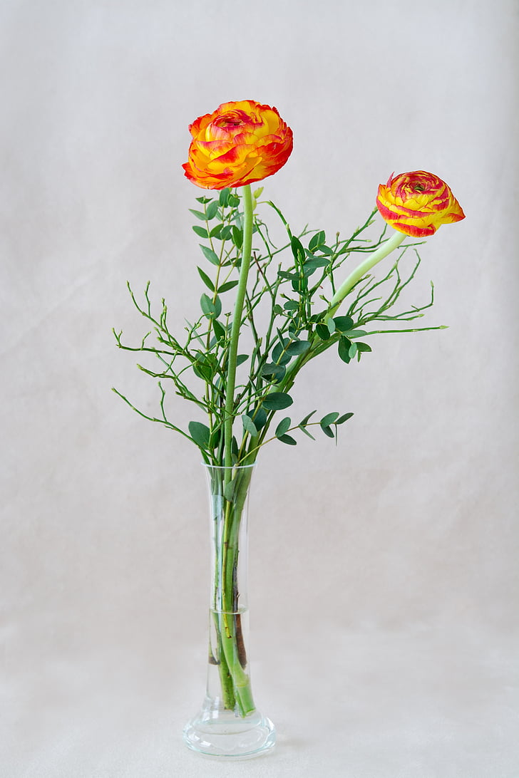 ranunkeln, orange, red yellow, orange ranunculus, flowers, two, vase
