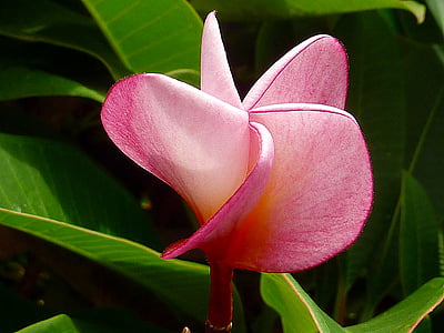 цветок, Природа, розовый, Франгипани