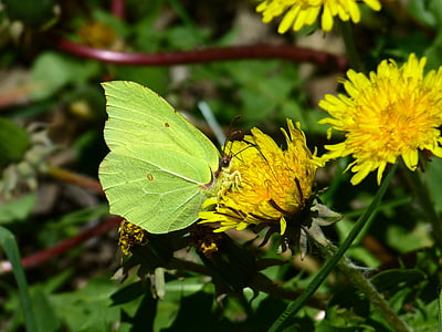 gonepteryx rhamni, πεταλούδα, Κίτρινο, Πεταλούδες, λευκό ling, pieridae, πικραλίδα