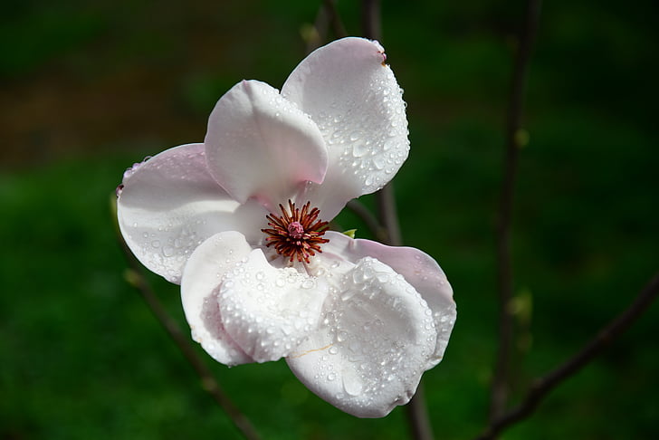 Magnolia, flor blanca, pétalos de, naturaleza, flor, planta, Pétalo