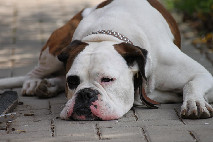 chill out, dog, boxer, relax, lazy, rest, exhausted
