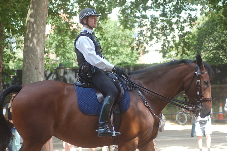 policists, zirgs, London, dzīvnieku, galop, zirgs, iela