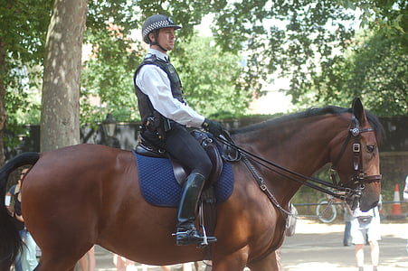 policier, le cheval, Londres, animal, galop, cheval, rue