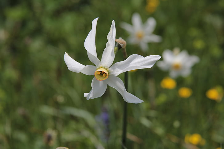 flor, Weiss, Narciso