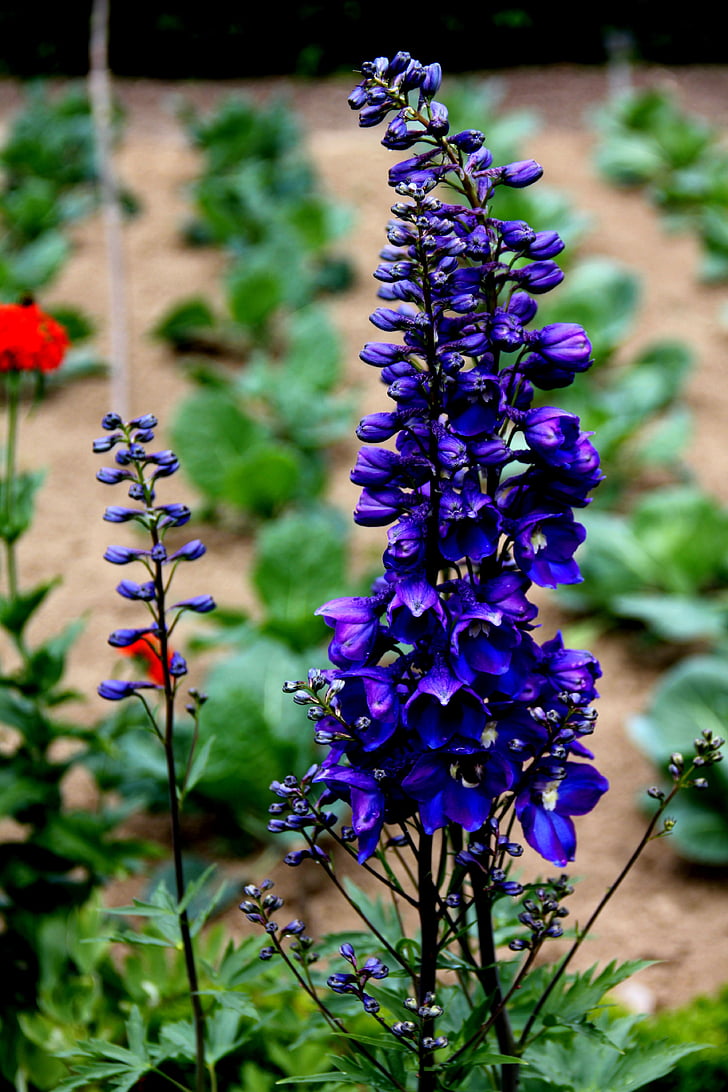 φυτό, λουλούδι, άνθος, άνθιση, μπλε, μωβ, φύση