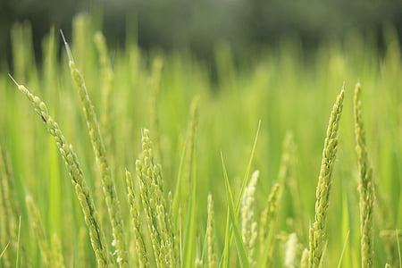 rýže, Klas rýže, zelená, Fukušima, Příroda, tráva, růst