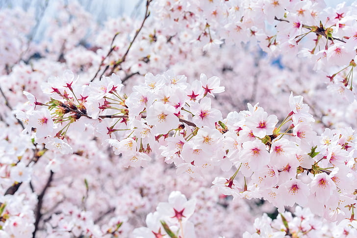 Japan, krajolik, proljeće, biljka, trešnja, cvijeće, prirodni