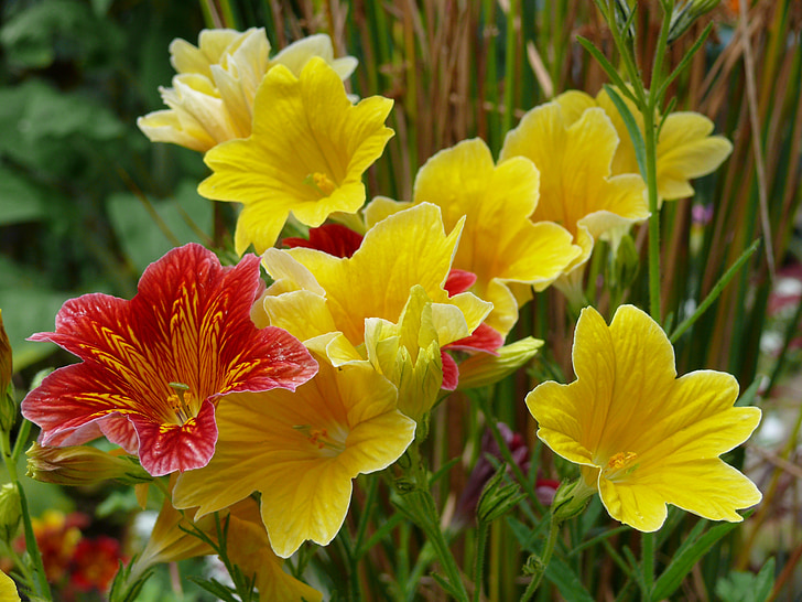 Salpiglossis, Κίτρινο, κόκκινο, λουλούδια, floral, άνθος, χλωρίδα
