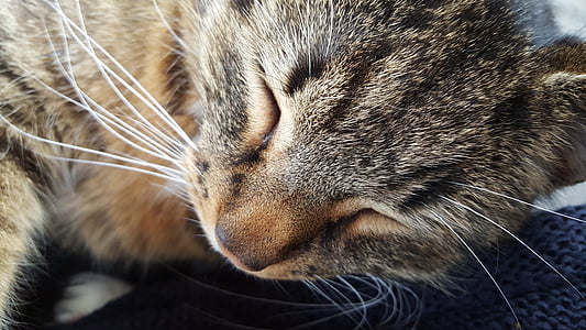 koty, Kot, zwierzętom, twarz kota, snu, zwierząt, wąsy
