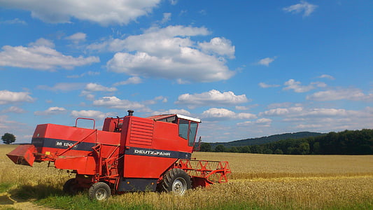 buğday, buğday alanı, buğday Başak, Spike, Hububat Ürünleri, tahıl, sürülebilir