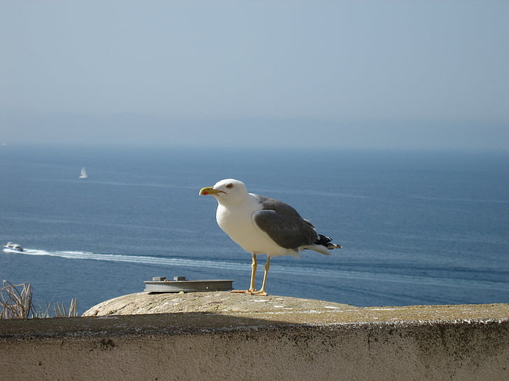 Seagull, Bonifacio, pájaro, mar, animal, naturaleza, aves marinas