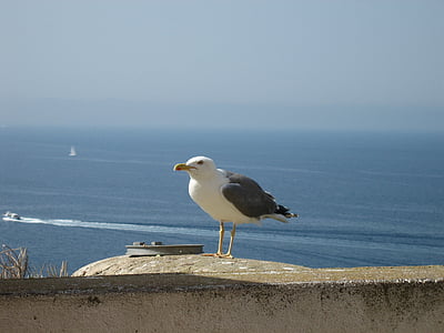 seagull, bonifacio, bird, sea, animal, nature, sea Bird