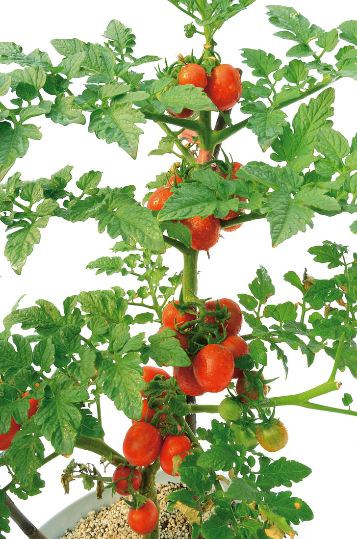 tomat, taim, roheline