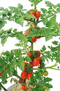 tomate, planta, verde