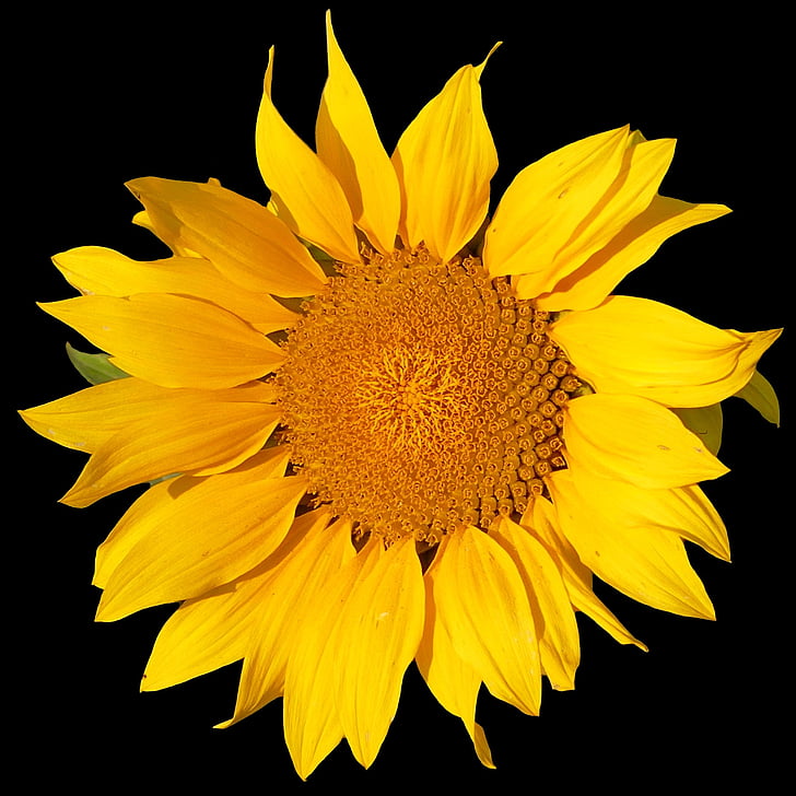 Sun flower, kwiat, żółty, Natura, Latem, kwiat, Bloom