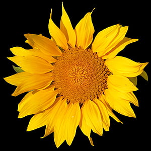 sun flower, flower, yellow, nature, summer, blossom, bloom