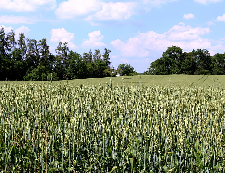 blé, champ de blé, céréales, arbres, Sky, nuages
