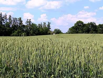 пшеница, жито поле, зърнени култури, дървета, небе, облаците