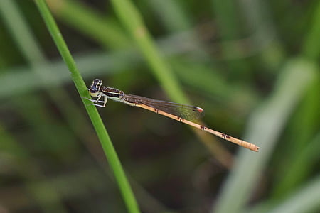 damselfly, insect, insectoid, winged, bug, flying insect, winged insect
