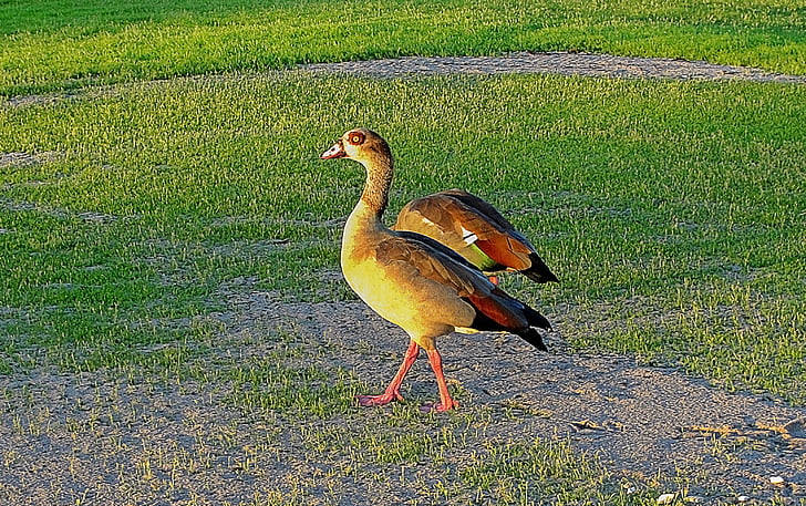 ducks, golf course, waterfowl, fauna