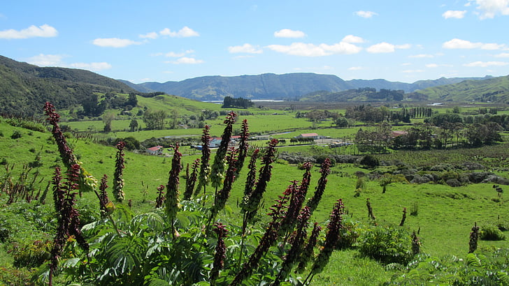 Yeni Zelanda, North Island, vadi, tepeler, pastoral, kırsal, süt ülke