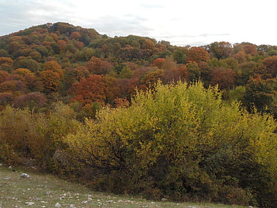 herfst, bomen, bos, kleuren, geel, groen, rood