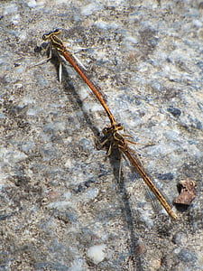 platycnemis latipes, dragonfly, damselfly, rock, winged insect